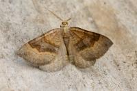 Scotopteryx chenopodiata