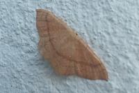 Cyclophora linearia