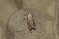 Aphomia sociella
