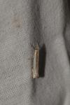 Crambus pascuella