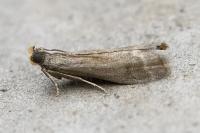 Eccopisa effractella