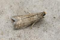 Eccopisa effractella