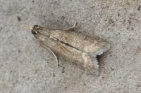 Eccopisa effractella