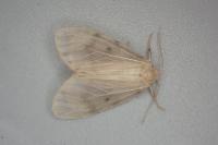 Nudaria mundana