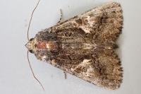 Aedia leucomelas