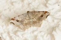 Macaria alternata