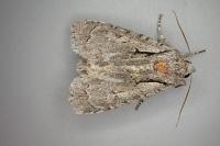 Acronicta psi