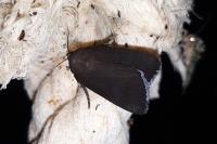 Amphipyra livida