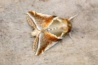 Habrosyne pyritoides