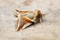 Habrosyne pyritoides