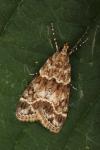 Eudonia mercurella