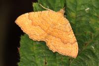 Camptogramma bilineata