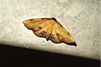 Plagodis dolabraria