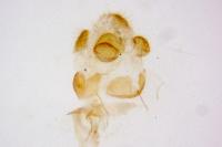 Cilix glaucata