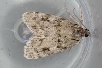 Scoparia basistrigalis