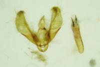 Scoparia basistrigalis