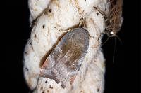 Noctua janthe/janthina