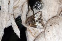 Mesoligia furuncula