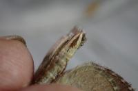 Aplocera plagiata