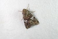 Hadena albimacula