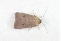 Hoplodrina ambigua/blanda