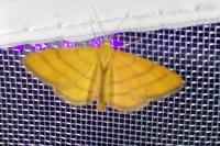 Idaea aureolaria