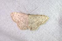 Scopula marginepunctata