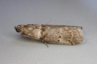 Acrobasis consociella