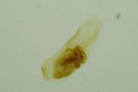 Acrobasis consociella