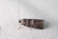 Acrobasis obtusella