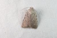 Caradrina