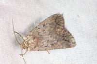 Dichagyris forcipula