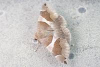 Dysgonia algira
