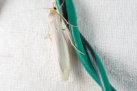 Eilema caniola