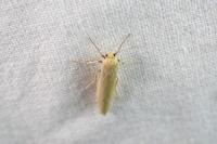 Indalia pygmaeola pallifrons