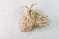Malacosoma castrense
