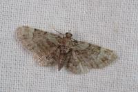 Pasiphila rectangulata