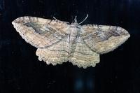 Philereme transversata