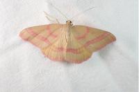 Rhodostrophia calabra