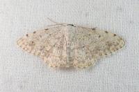 Scopula submutata roseonitens