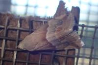 Eublemma parva