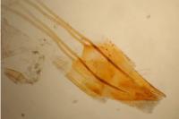 Eublemma parva