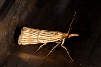 Chrysocrambus linetella