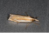 Crambus pascuella