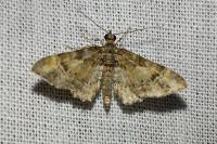 Gymnoscelis rufifasciata