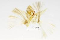 Gymnoscelis rufifasciata