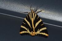 Euplagia quadripunctaria