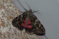Catocala promissa