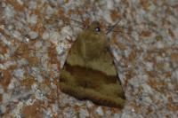 Heliothis viriplaca