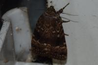 Amphipyra pyramidea/Amphipyra berbera